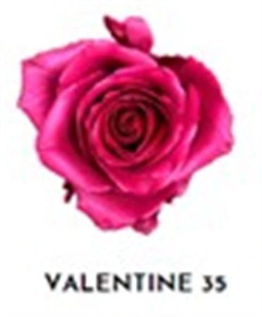 Ruža farbená Valentine 35, Ekvádor • 50 cm