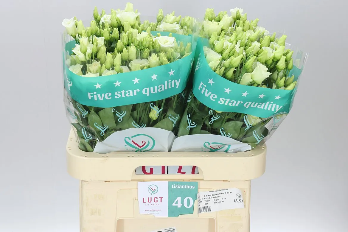 Eust Du Rosita Green • 70 cm