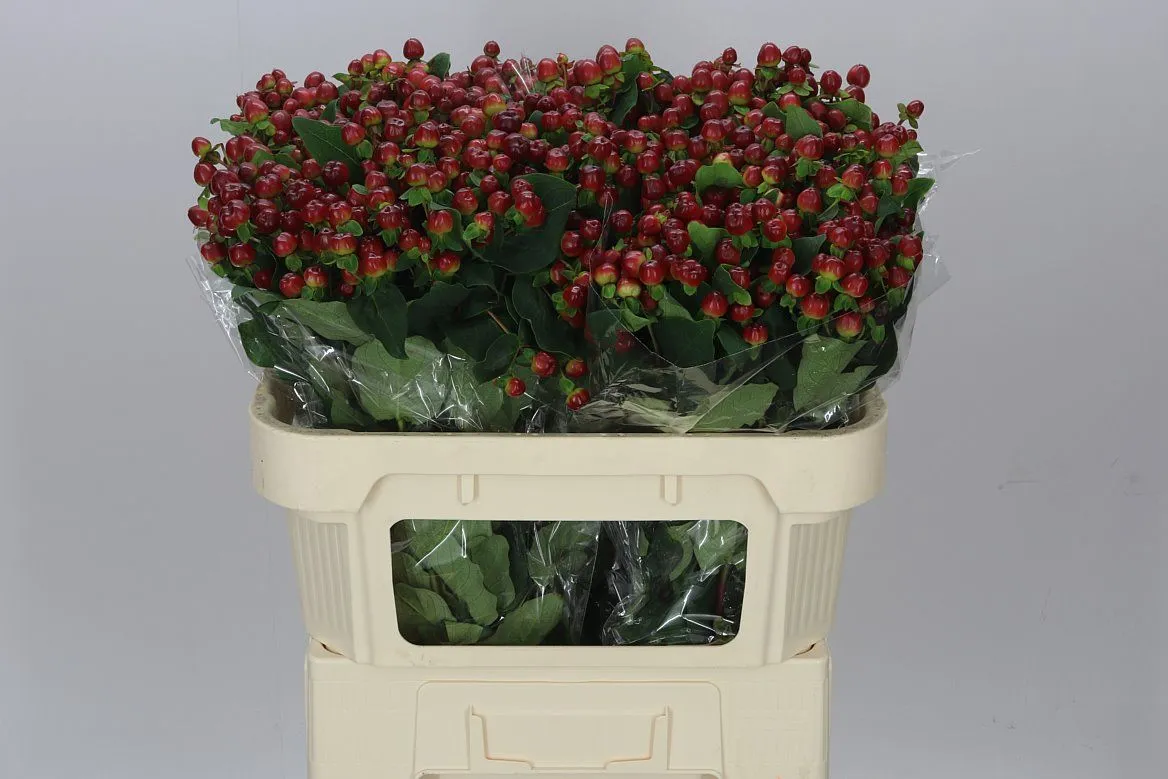 Hyperikum Mag Seasons • 70 cm
