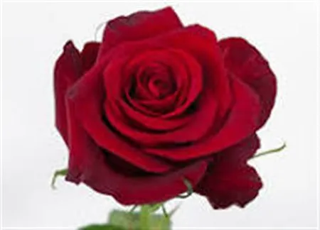 Rosa Gr Ec Red Paris • 60 cm