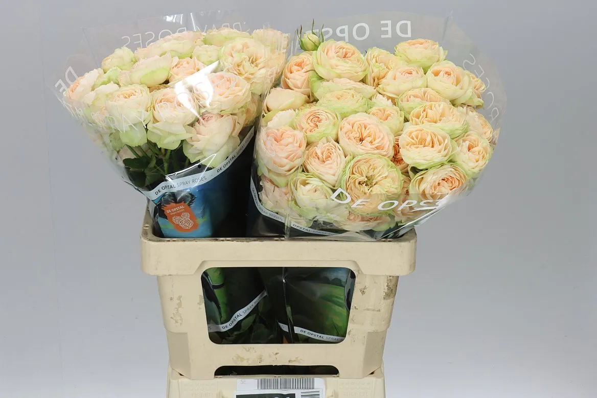 Rosa Tr Darlene • 60 cm