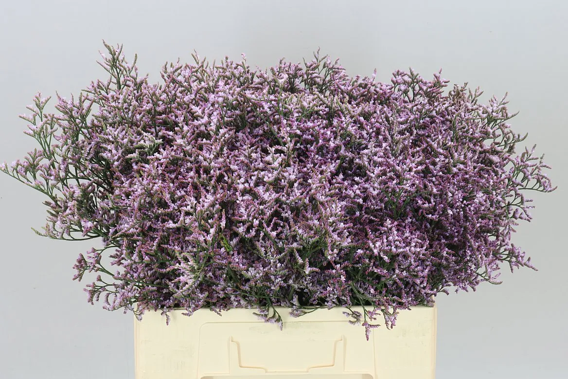Lim. Saf Lilac • 60 cm