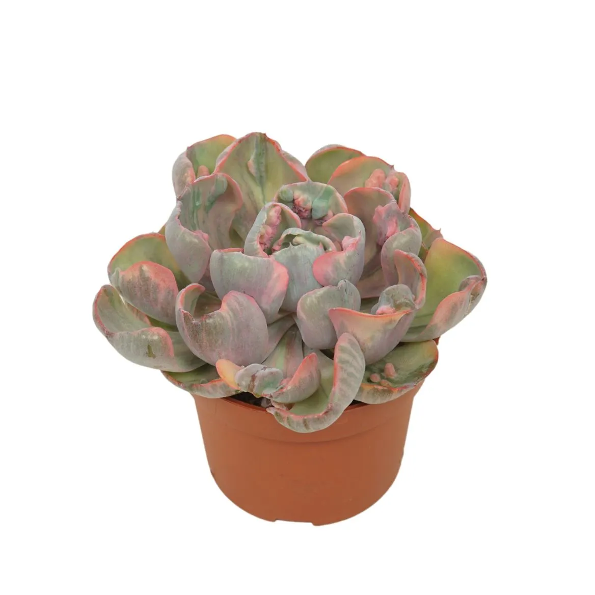 Echeveria Cleopatra • črepník 10,5 cm