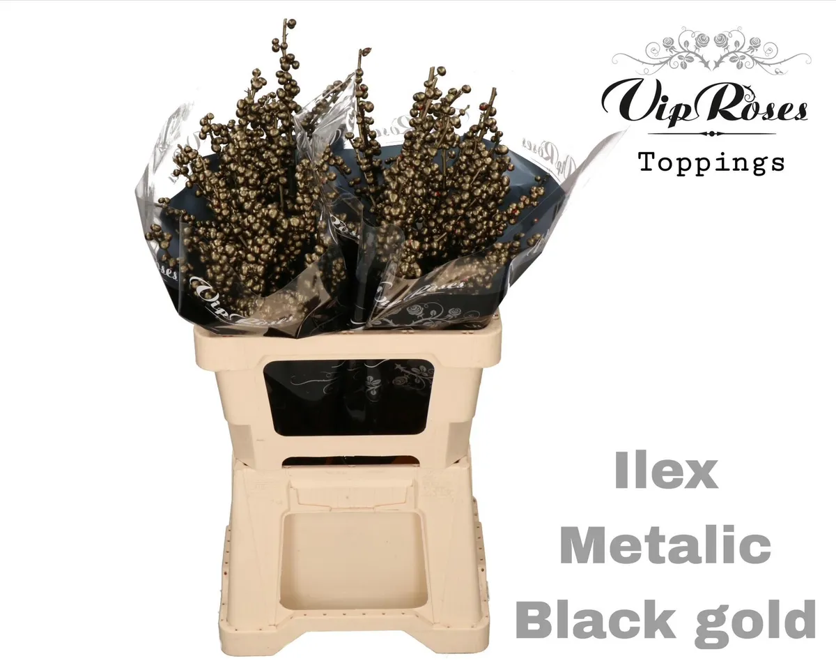 Ilex Metallic Black Gold • 60 cm