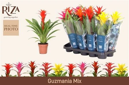 Guzmania mix • črepník 12 cm