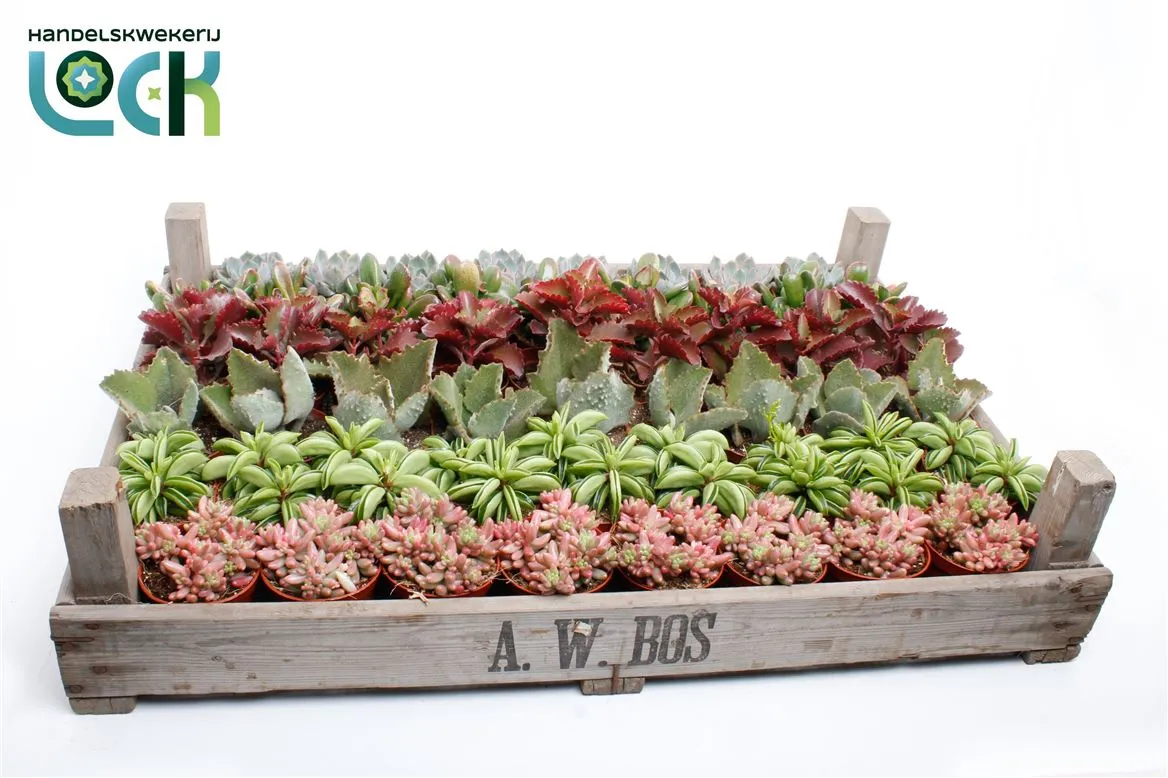 Succulenten Mix In Gazen Bak • črepník 8,5 cm