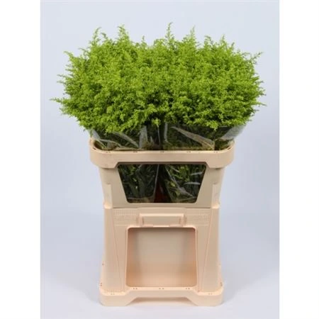 Solidago farbená Green • 80 cm