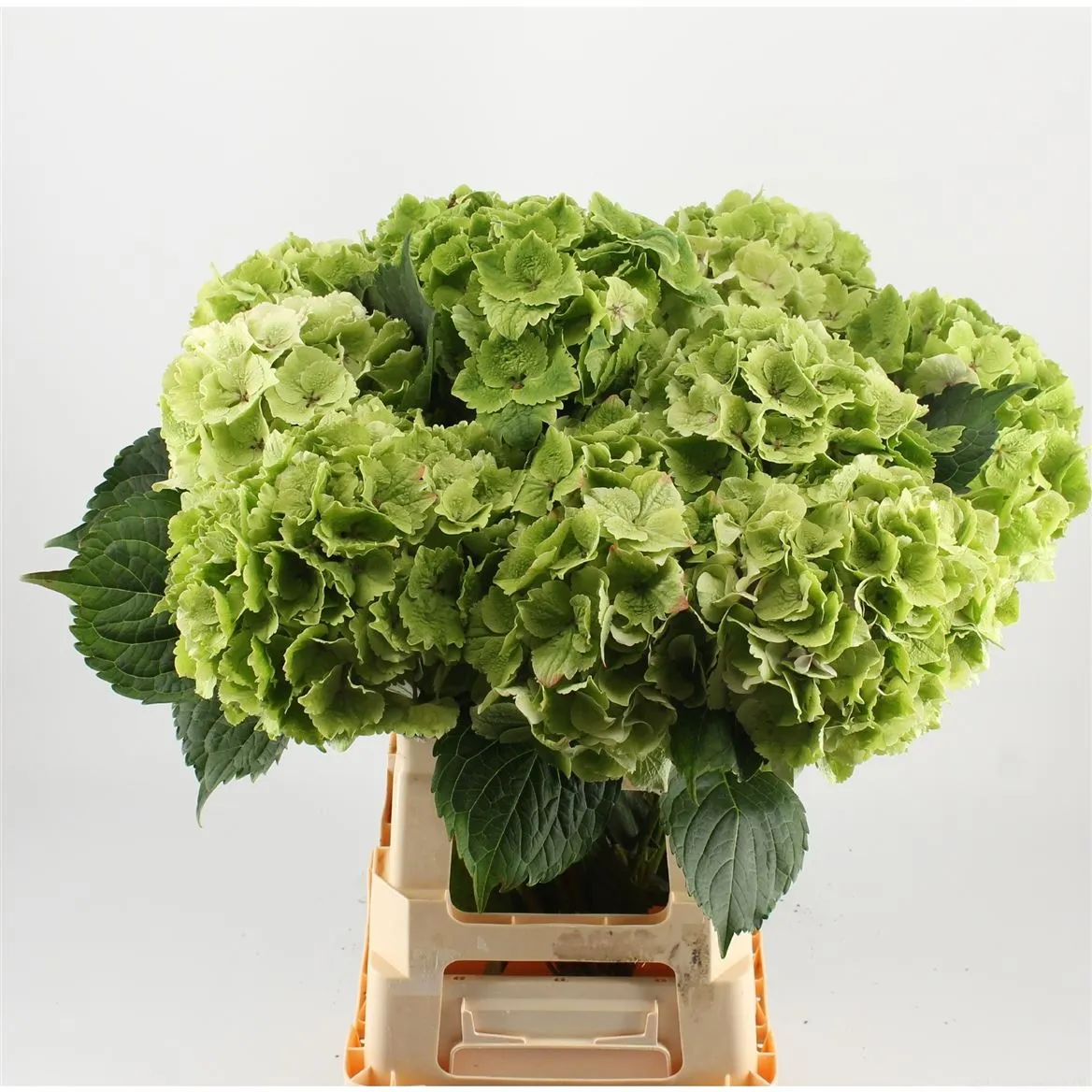Hyd Emerald Classic • 80 cm