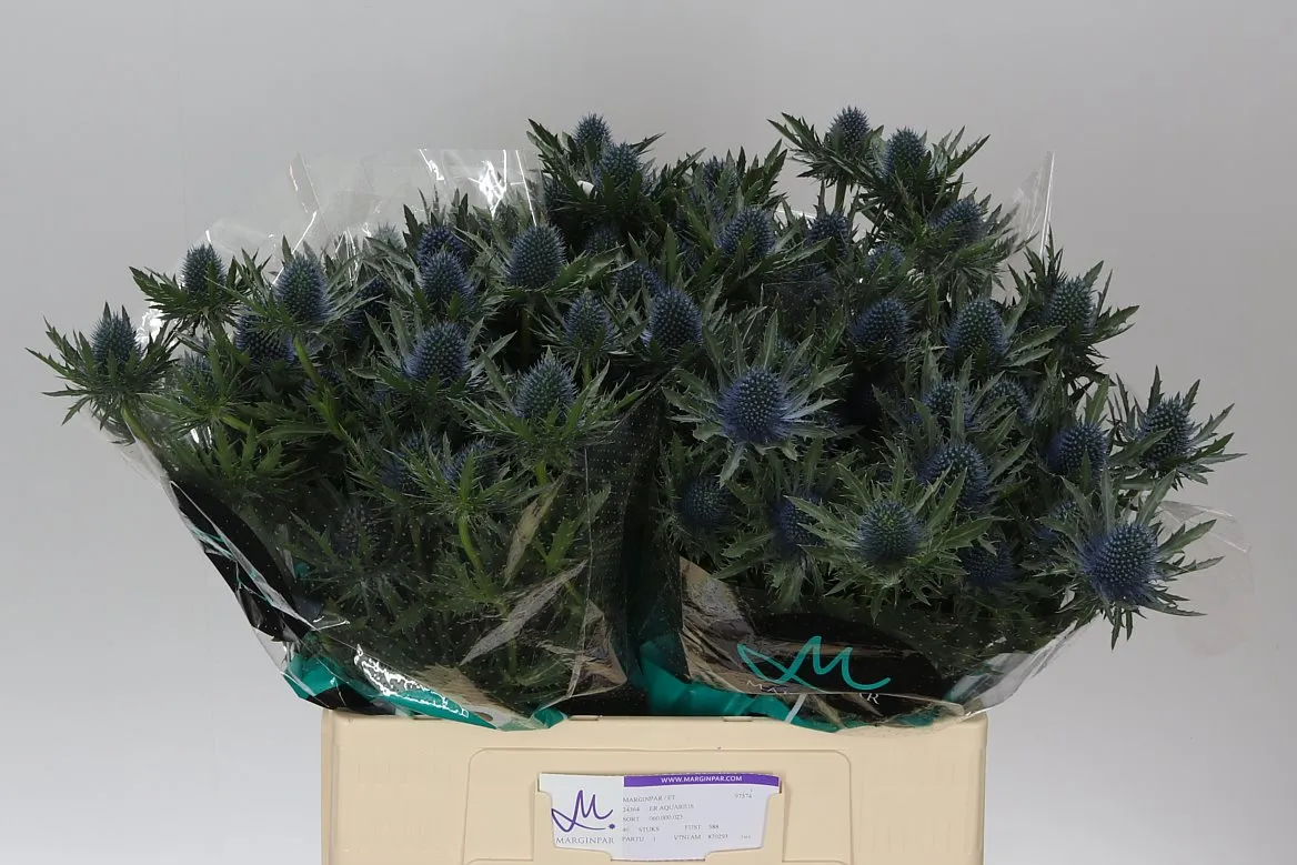 Eryngium Aqua • 60 cm