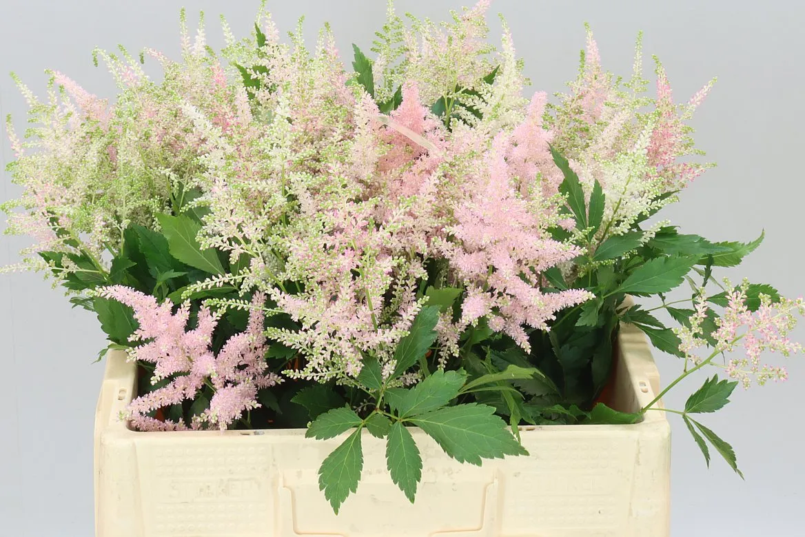 Astilbe Europa • 55 cm