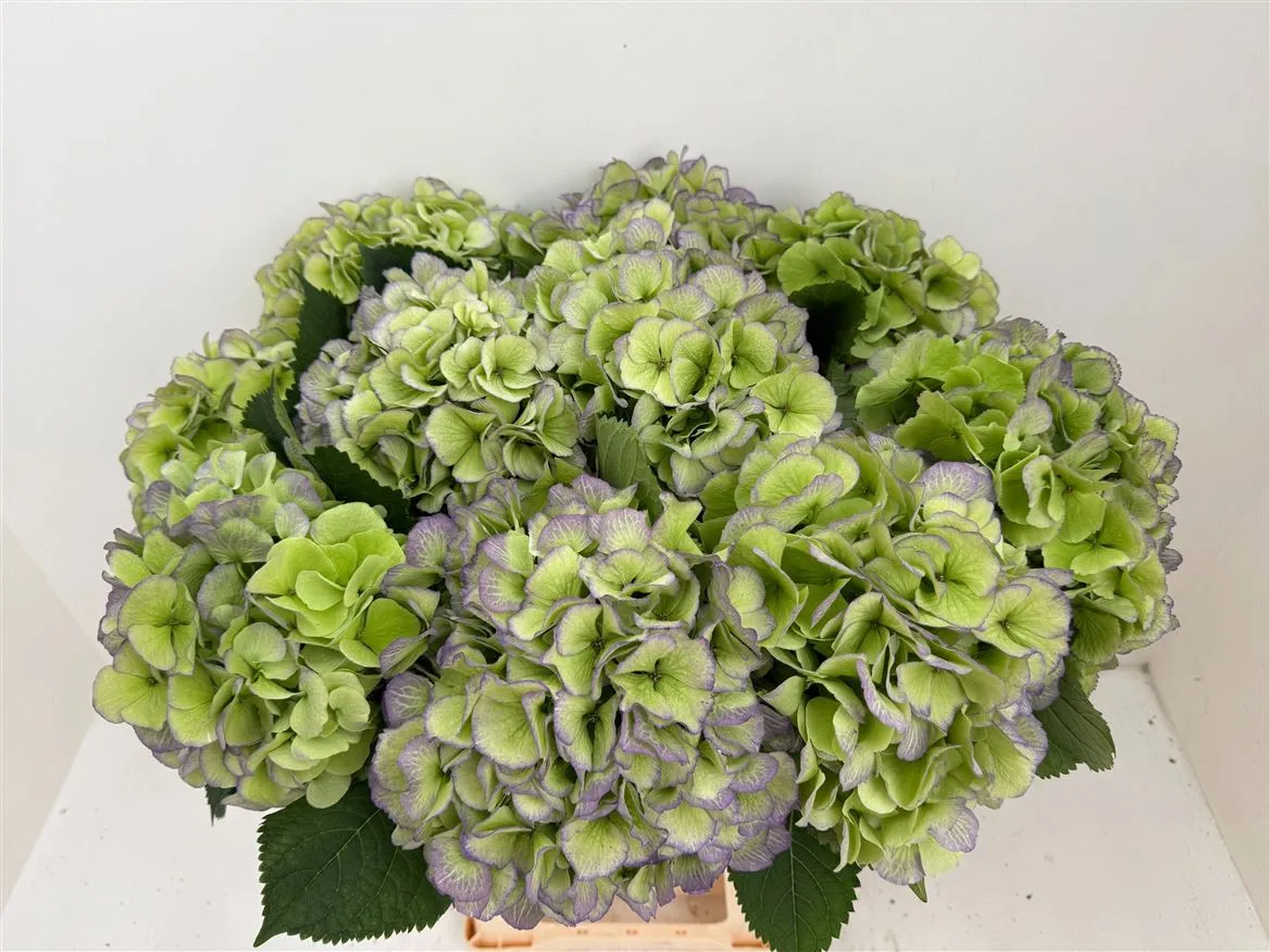 Hyd Verena Green Purple Classic • 60 cm