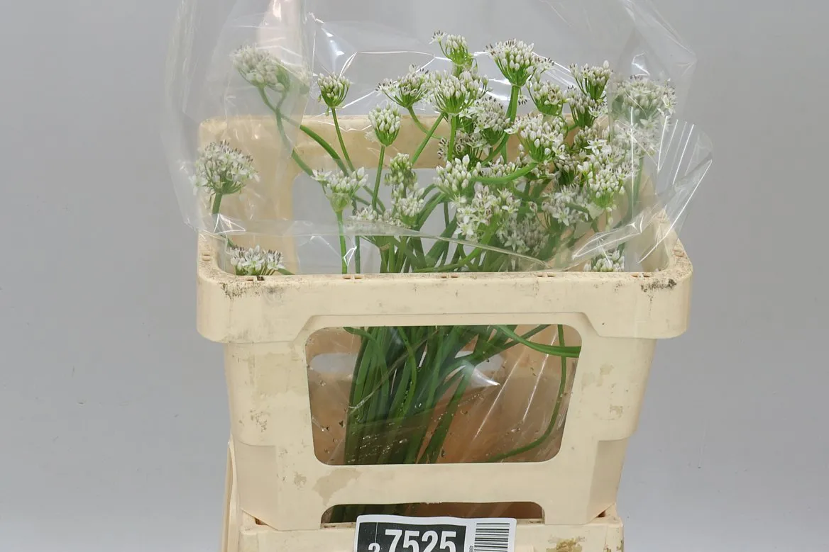 Allium ostatné biele • 60 cm