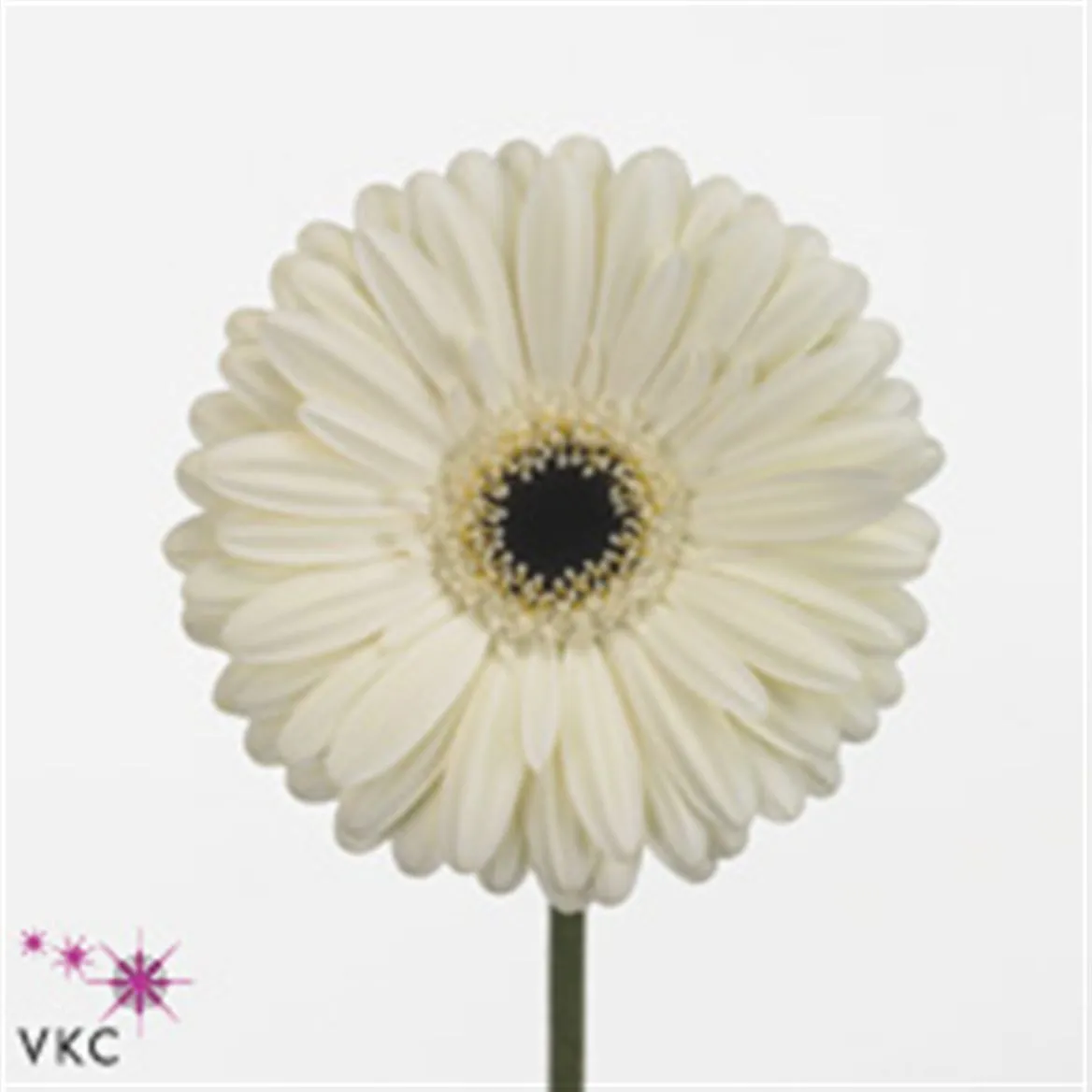 Gerbera Iceberg • 45 cm