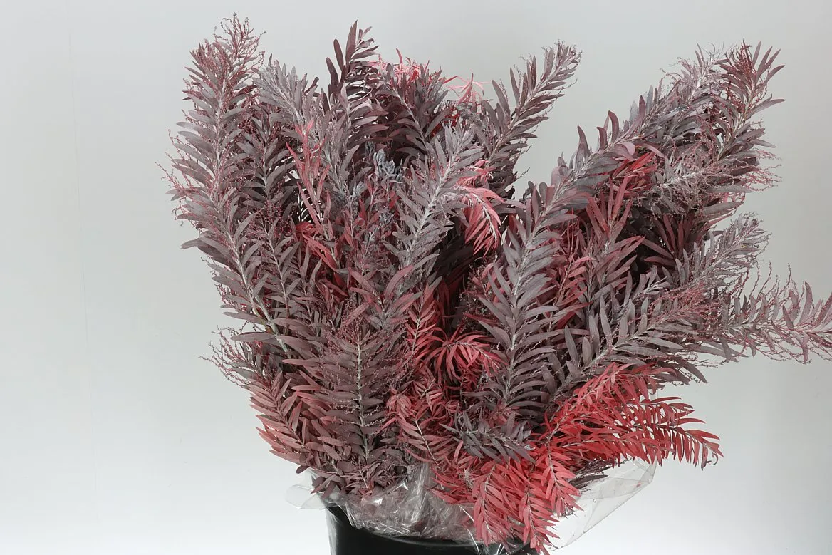 Mimosa Luna Red • 60 cm