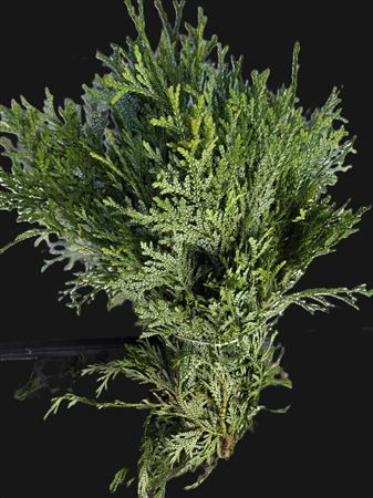 Thujopsis Dolabrata 1,5 kg