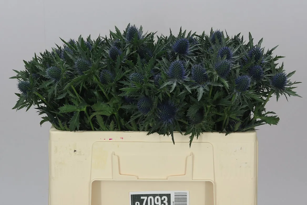Eryngium Aqua • 50 cm