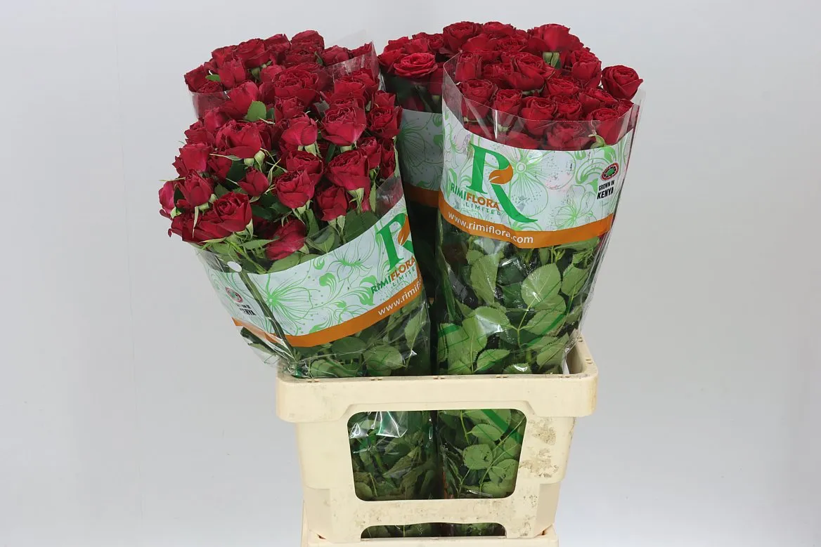Rosa Tr Red Trendsetter • 70 cm