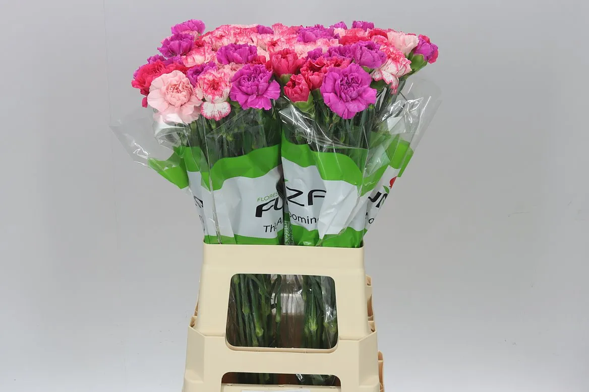 Di St Mix Pink • 70 cm