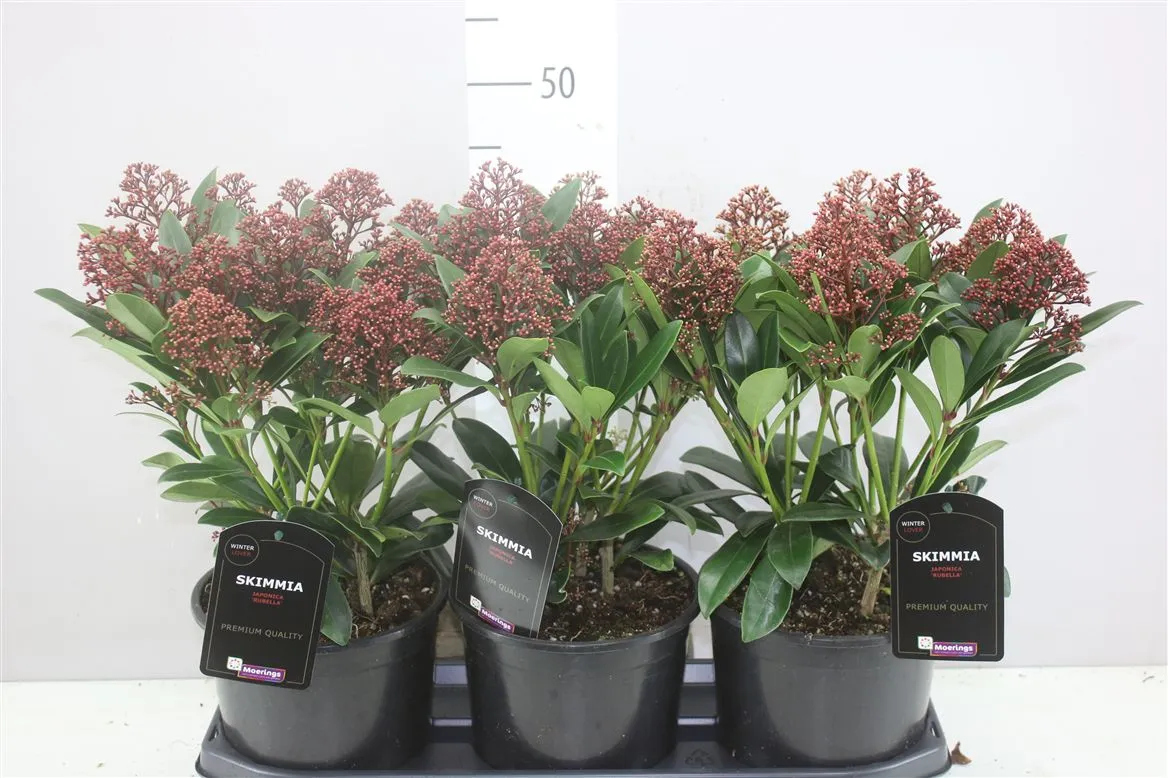 Skimmia Jap. Rubella 12-15 • črepník 19 cm
