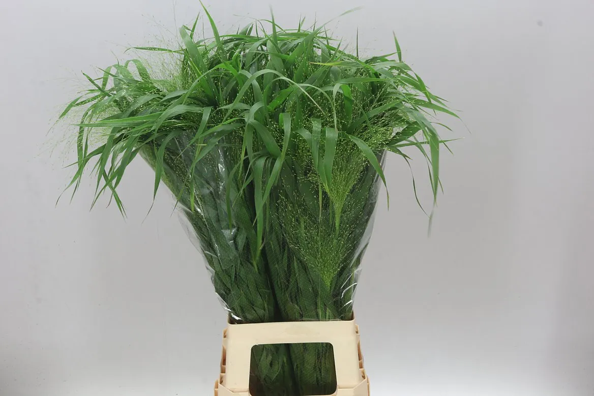 Panicum Fountain • 80 cm