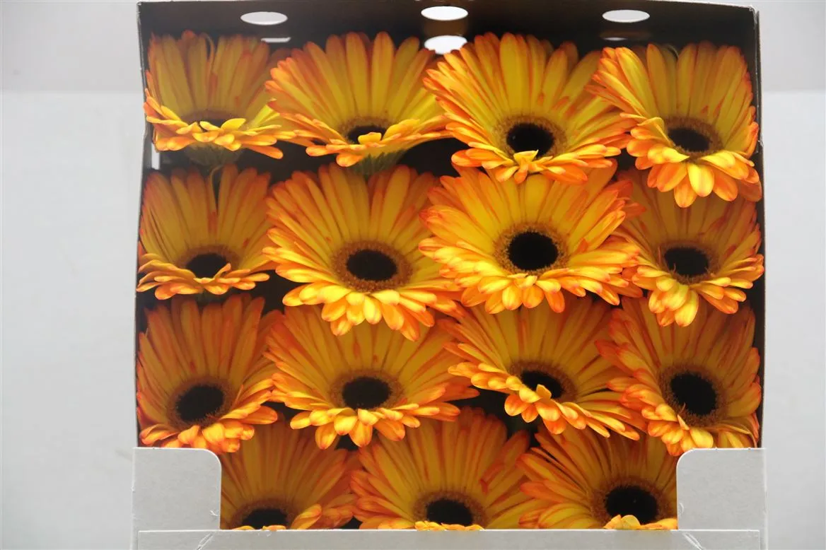 Gerbera Diamond Catwalk • 55 cm