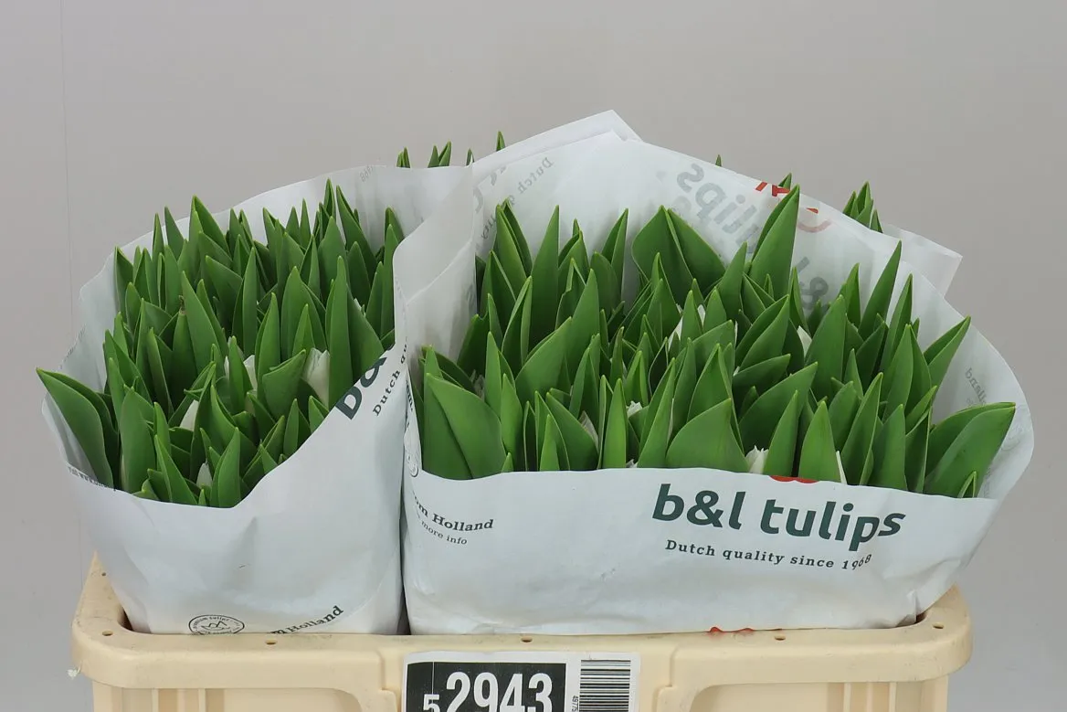 Tulipa En Royal Virgin • 38 cm