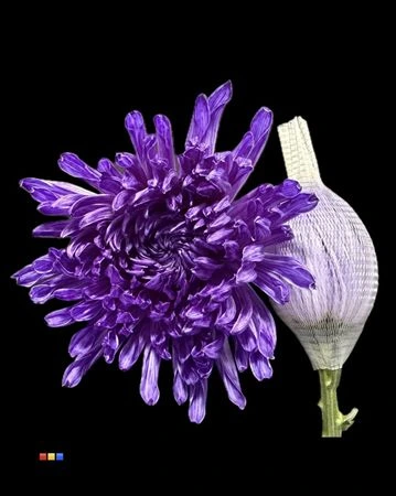 Chryzantéma veľkokvetá Stravina Lilac • 70 cm