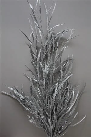 Grevilea Silver • 80 cm