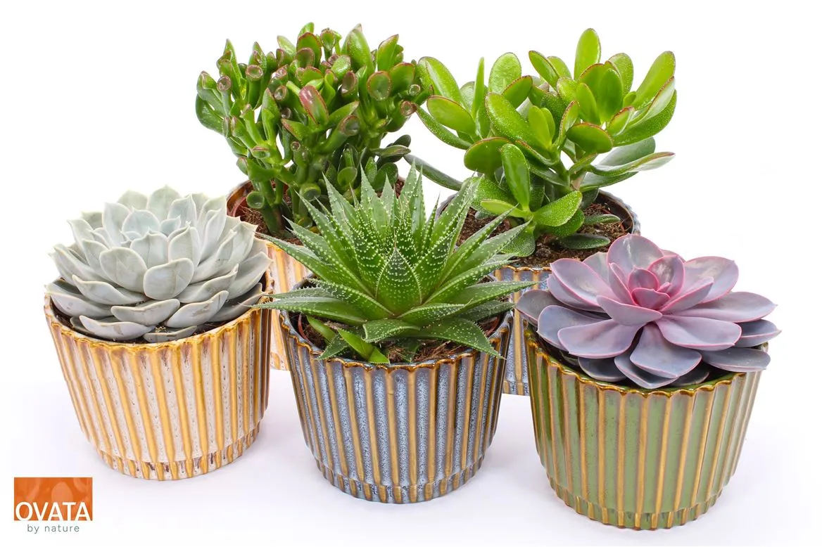 Succulenten Gemengd In Seto • črepník 14 cm