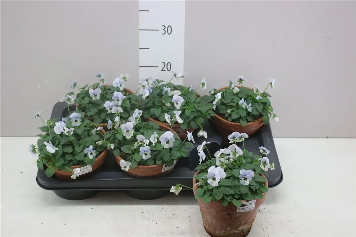 Viola Cornuta White Blue v kameninovom črepníku • črepník 15 cm