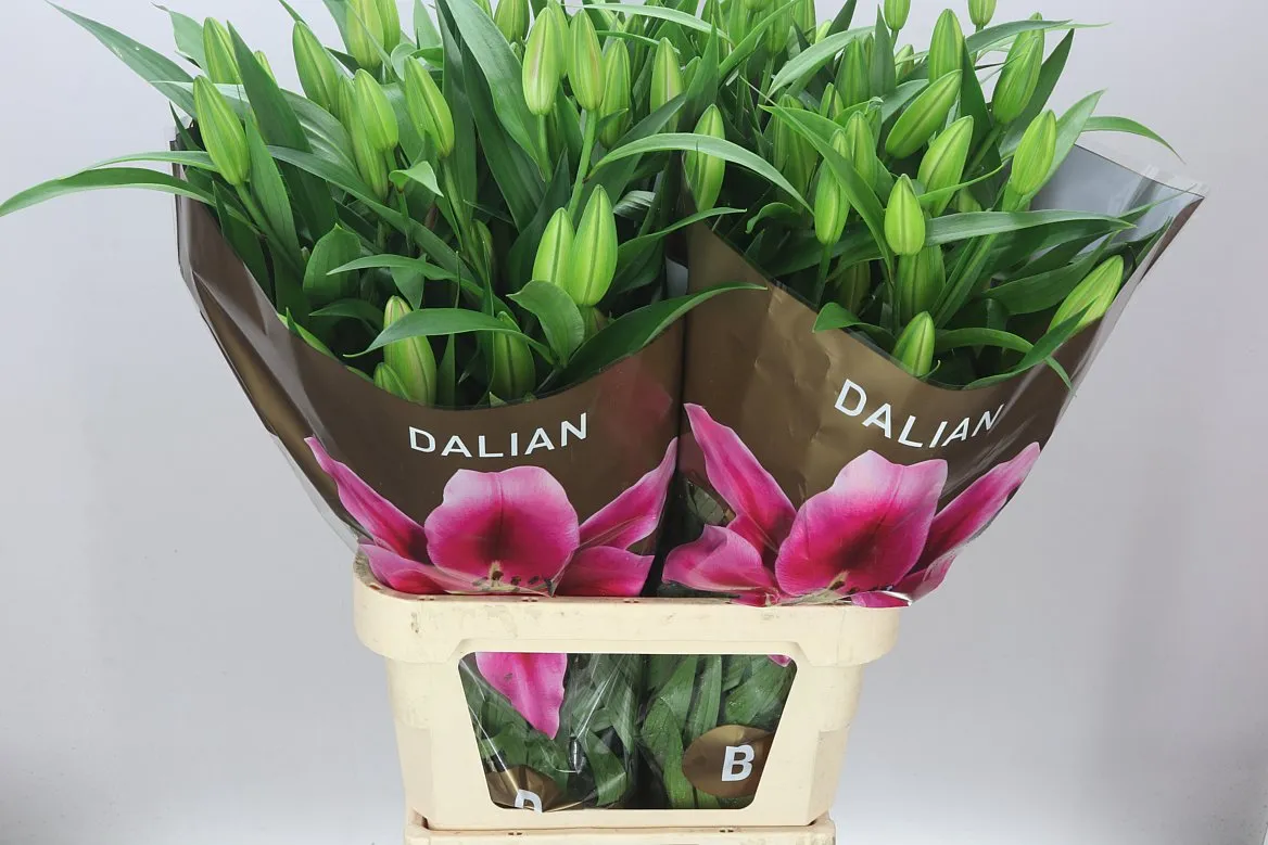 Lil Or Dalian • 95 cm