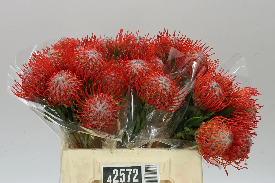 Leucospermum Tango • 40 cm