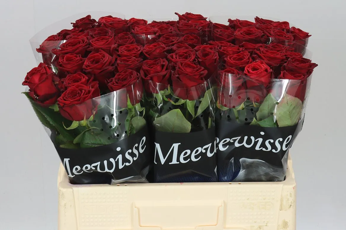 Ruža Red Naomi Meeuw • 55 cm