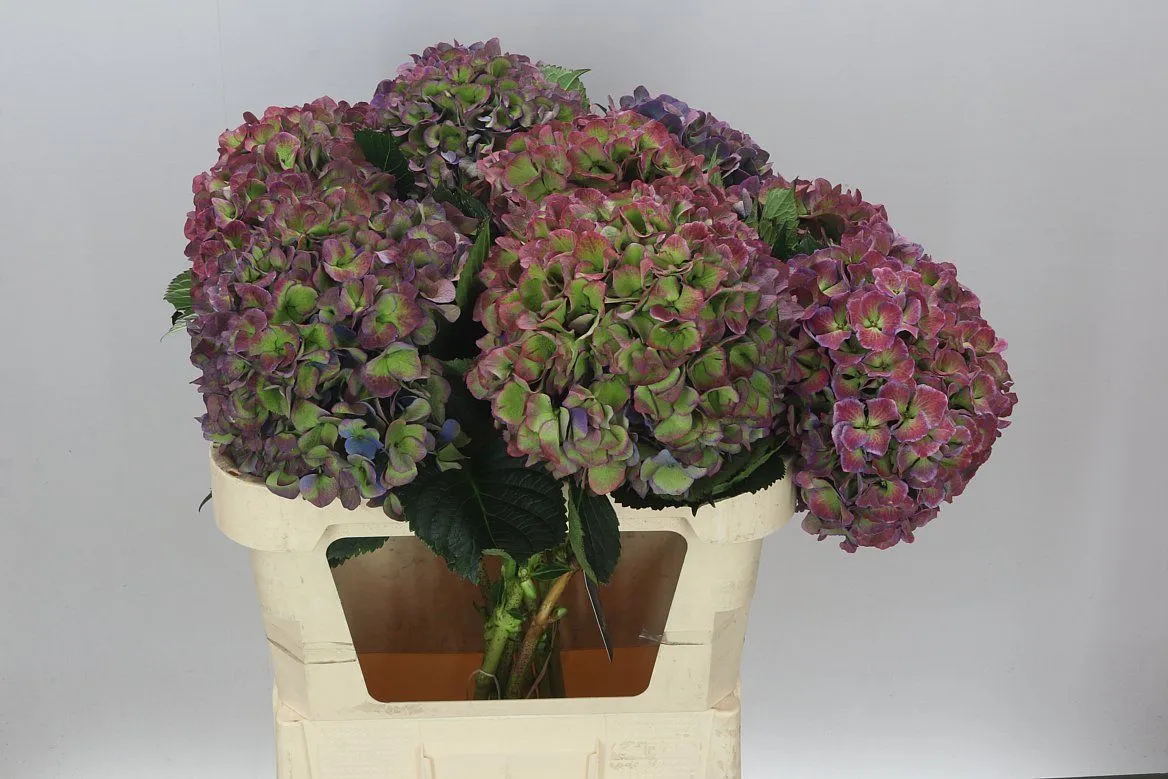 Hortenzia Opera Purple Classic • 80 cm