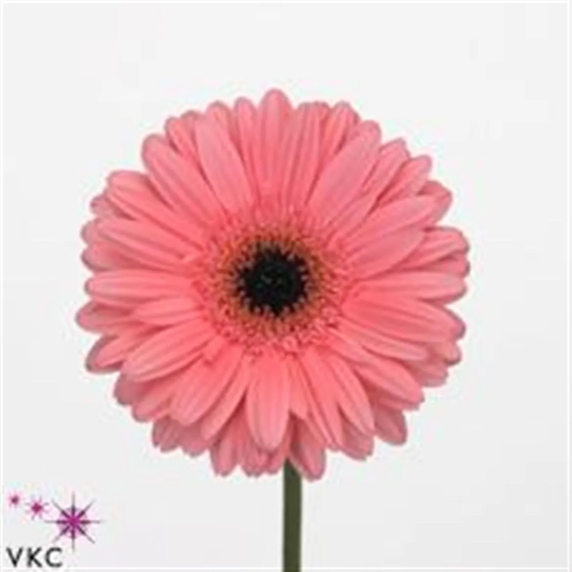 Gerbera Pre-intenzz • 45 cm