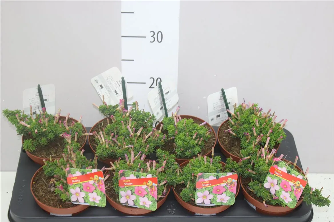 Oxalis ostatné Pink • črepník 13 cm