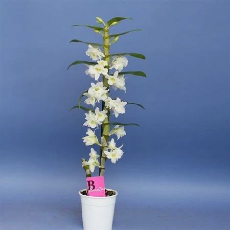 Orchidea Dendrobium Nobilee White, 1 výhon • črepník 12 cm
