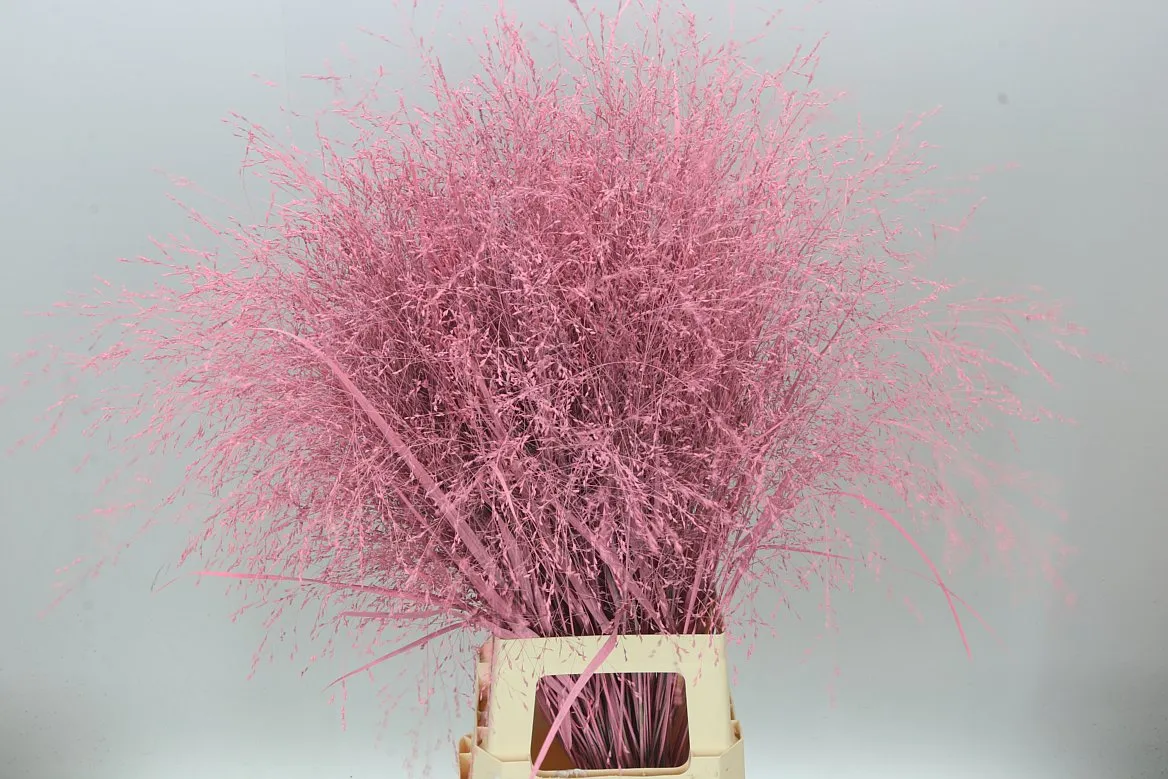Panicum farbené Pink • 95 cm