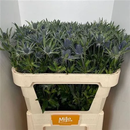 Eryngium Planum • 60 cm