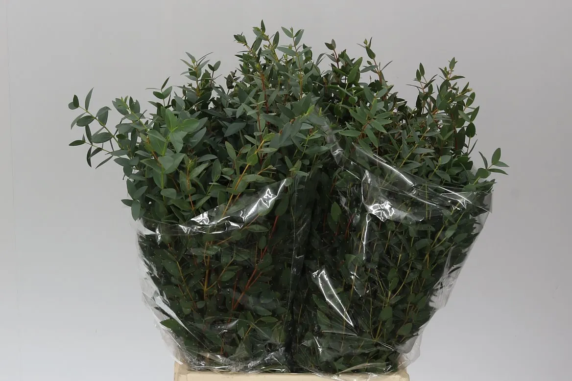 Parvifolia Short • 55 cm