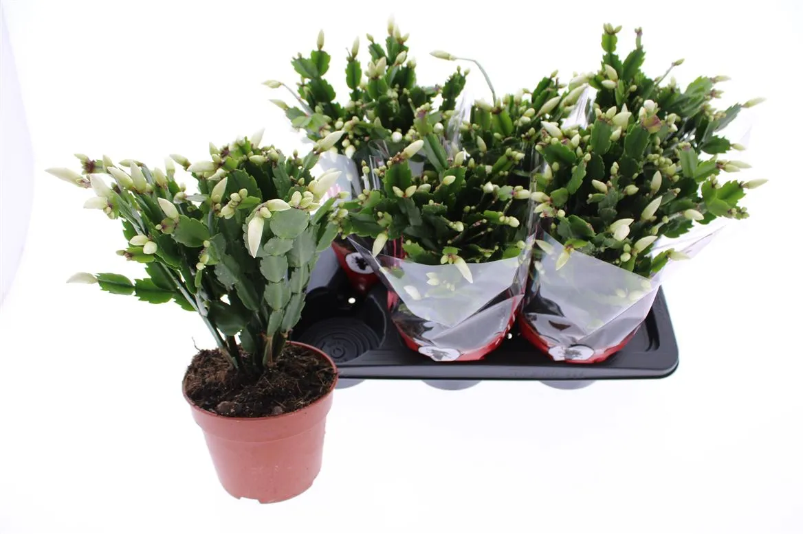 Schlumbergera biela • črepník 17 cm