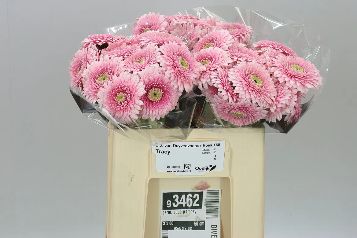 Germini Aqua P Tracey • 50 cm
