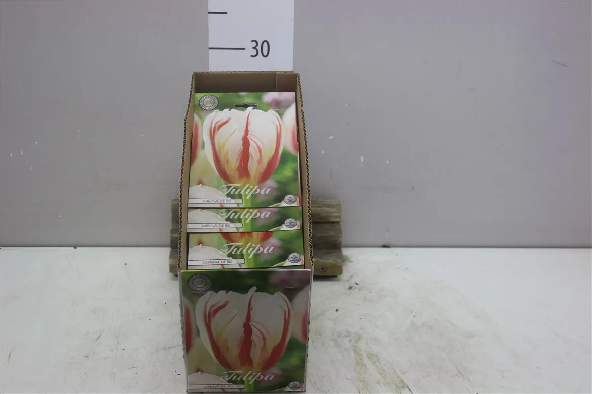 Bol Tulp Triumph Carnaval De Rio X10