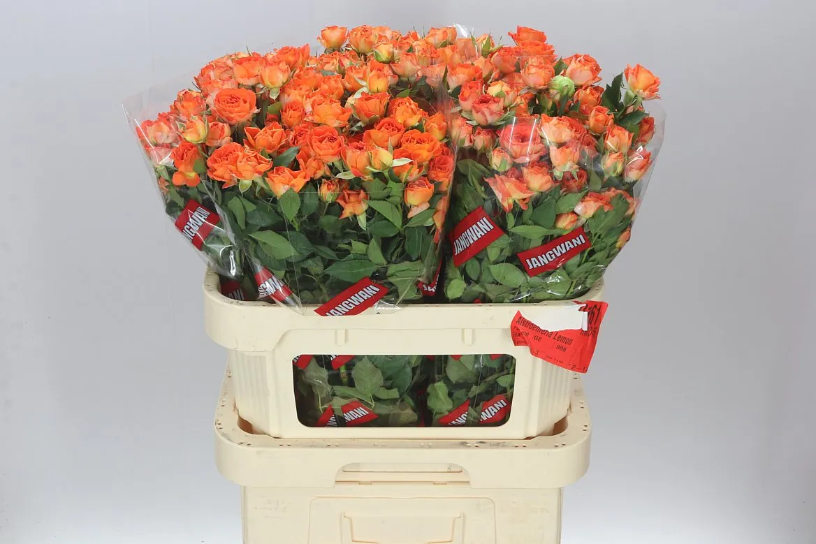 Rosa Tr Ariya • 80 cm