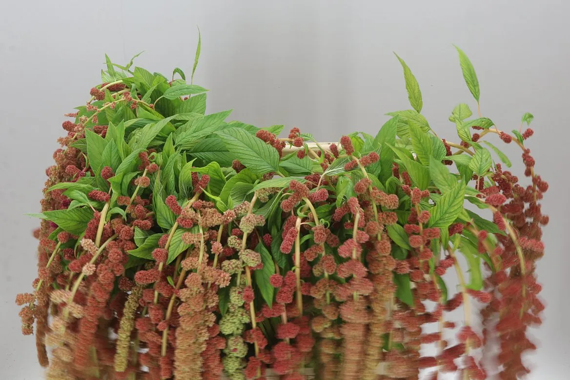 Amaranthus Ca Coral Fountain • 75 cm
