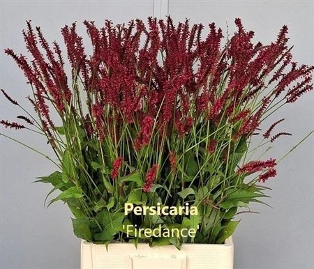 Persicaria Firedance • 80 cm