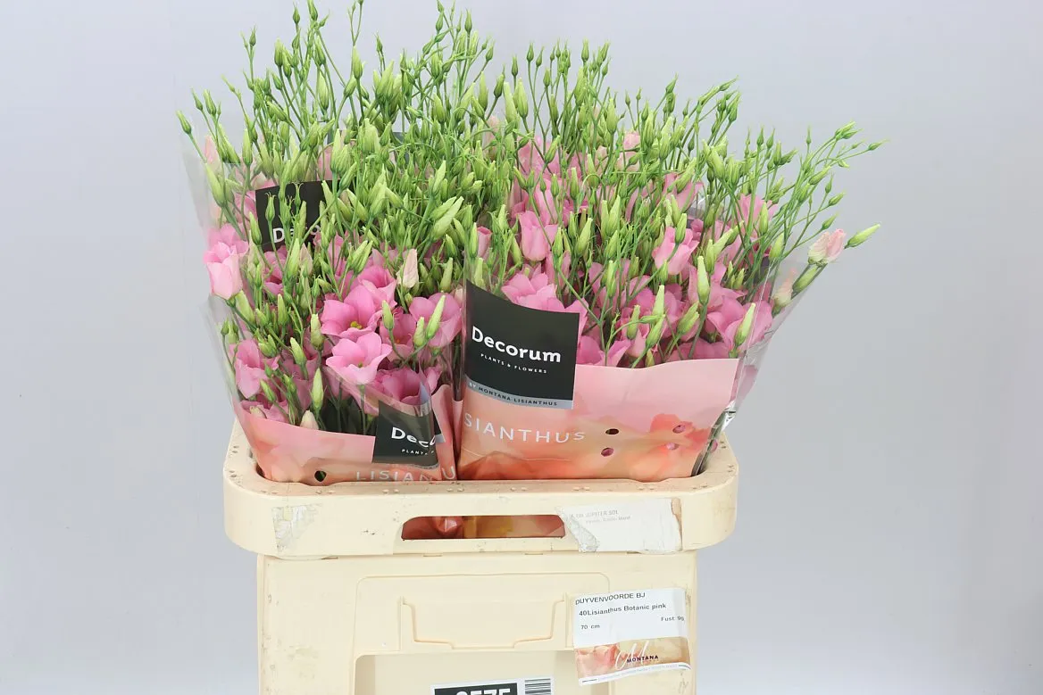 Eust En Botanic Pink • 70 cm