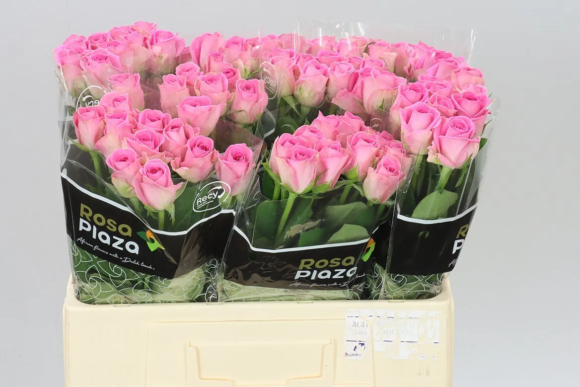 Rosa Gr Aqua Imp • 55 cm
