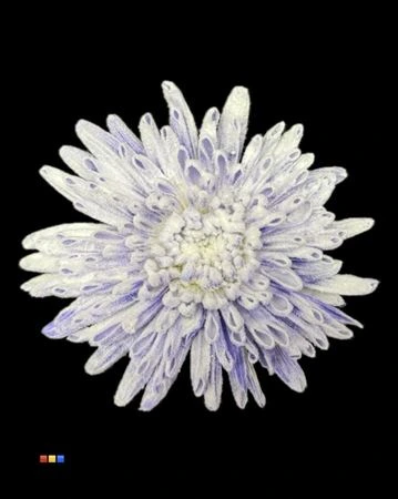 Chryzantéma veľkokvetá Ana Snow Milka • 70 cm