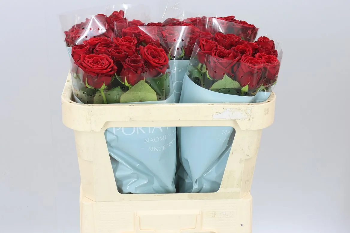 Rosa Gr Red Naomi Porta A2 • 70 cm